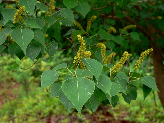 {Triadica sebifera}